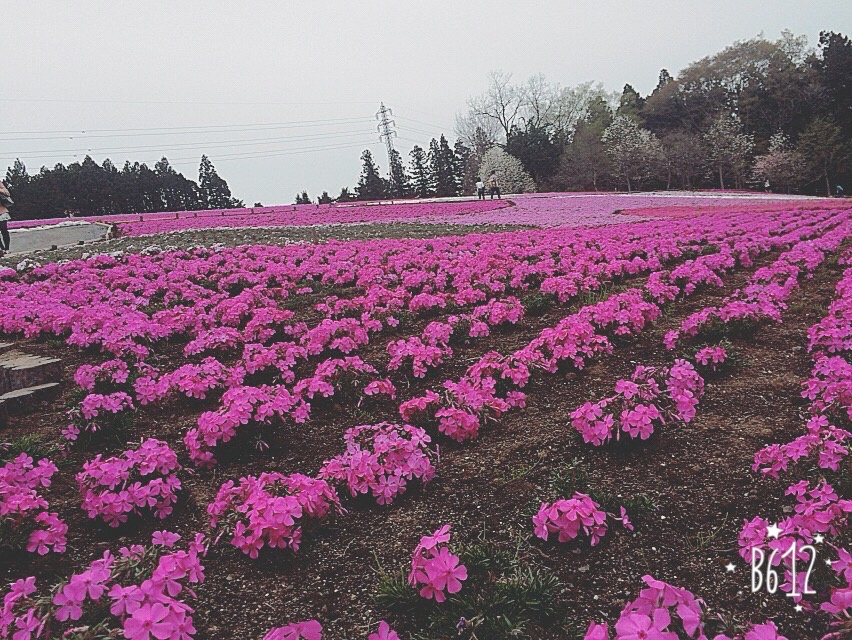 今年も行きたかった…の画像