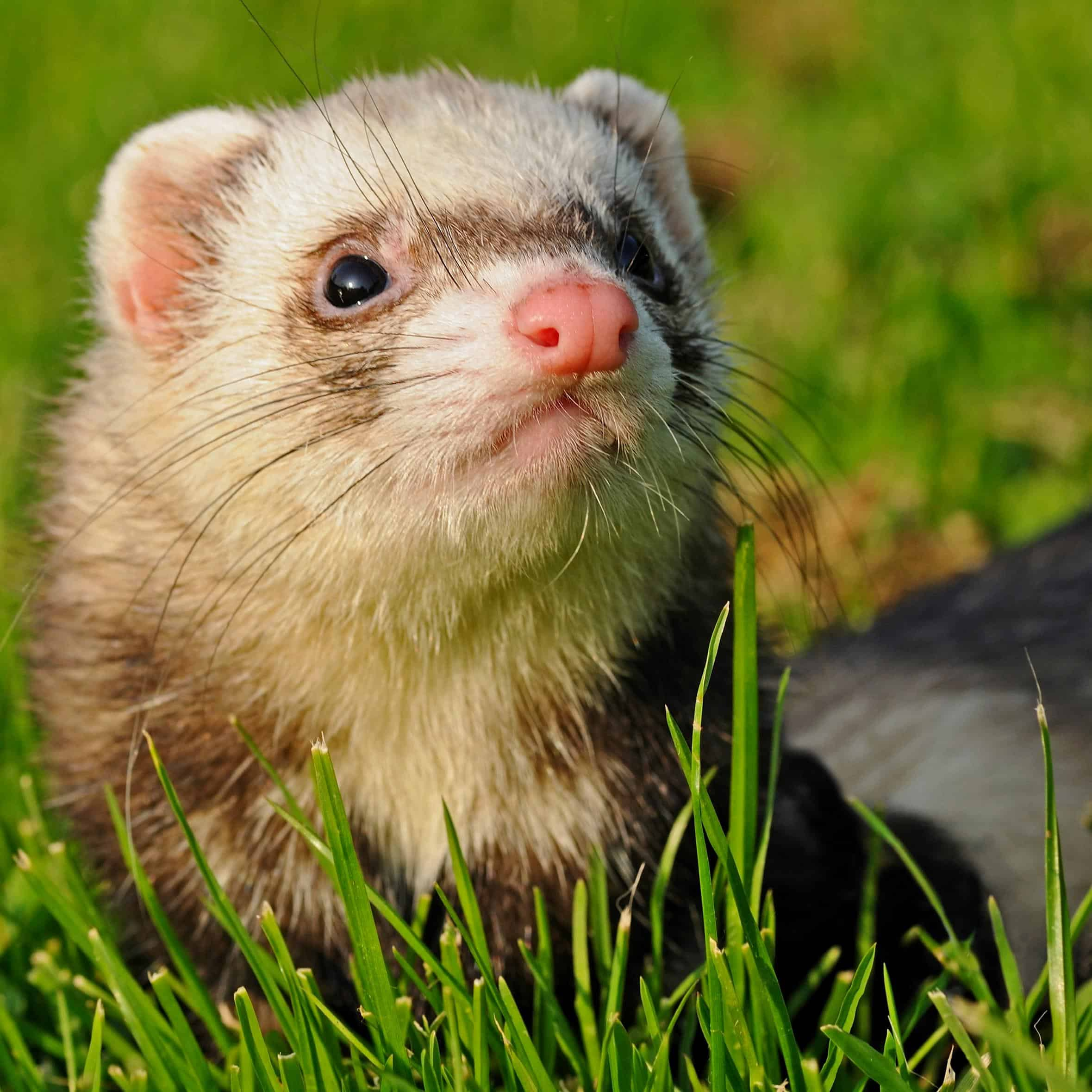 知らない間に害獣被害が・・・の画像