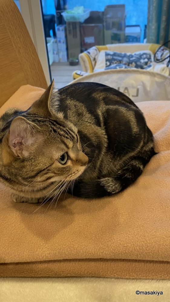 休みの日のネコの画像
