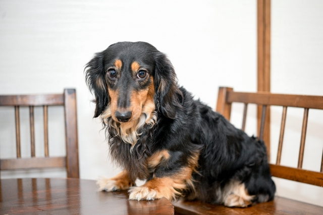 ペット共生型賃貸物件とは？メリットやどのような設備があるのかご紹介の画像