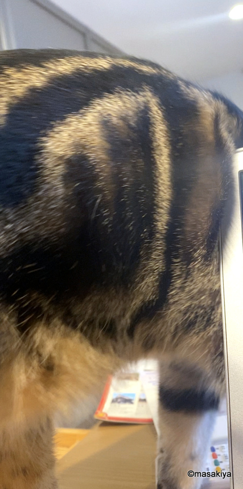 スリスリの画像