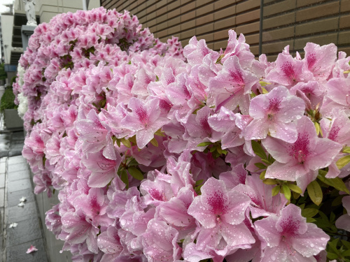 今年の母の日は・・・の画像