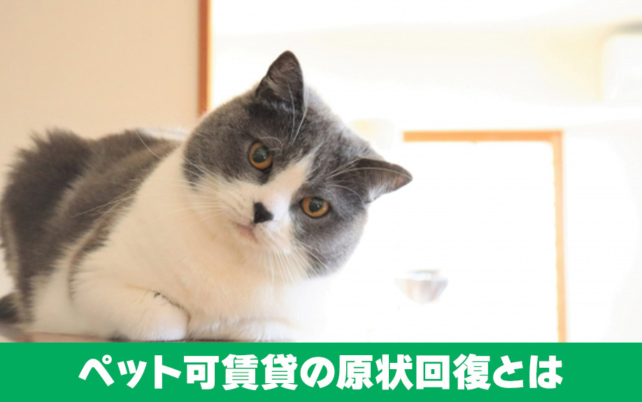 賃貸物件におけるペット可賃貸の原状回復とは