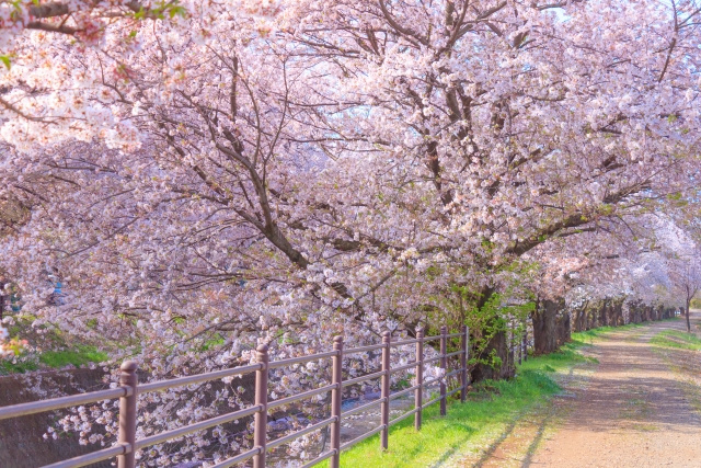秋篠川の桜並木