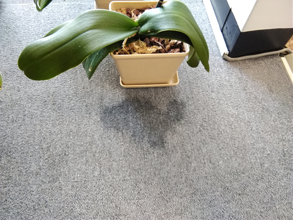 胡蝶蘭植替え日記（2022年5月5日）　初めての水やりの画像