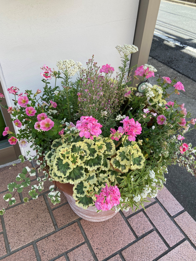 寄せ植え♪の画像