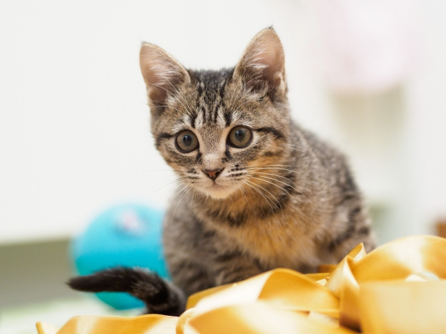 賃貸物件にペット不可が多いのはなぜ？交渉すれば飼えるのかご紹介！の画像
