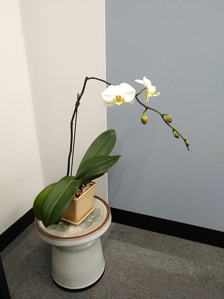 胡蝶蘭植替え日記（2022年5月7日）　一部開花の画像