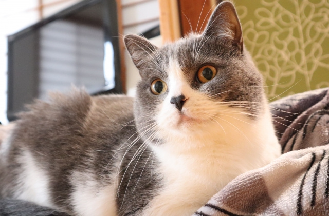 賃貸物件で猫を飼う際の対策についてご紹介！の画像