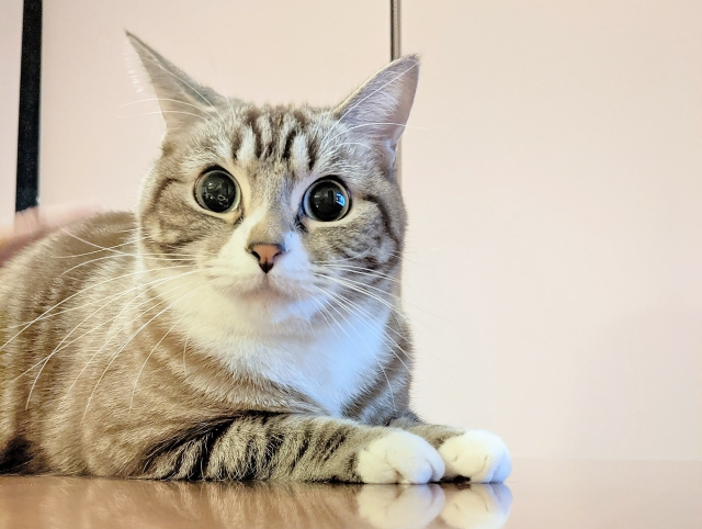 ペット不可の賃貸物件でも交渉可能？飼えるかもしれないペットもご紹介の画像