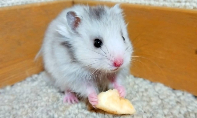 ペット不可賃貸物件で飼育は可能？交渉できるかについてもご紹介の画像