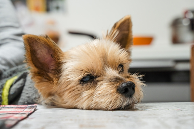 賃貸物件で犬を飼う時の対策とは？鳴き声やにおいの対策をご紹介の画像