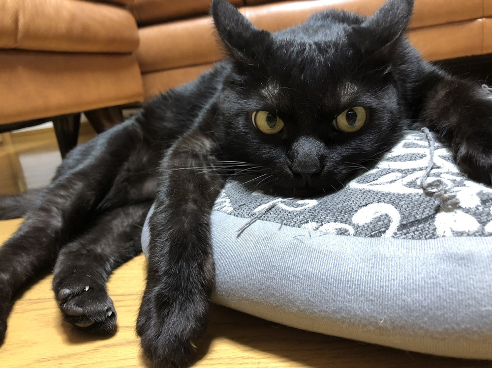 ペット飼育可能物件について～名古屋My賃貸～の画像
