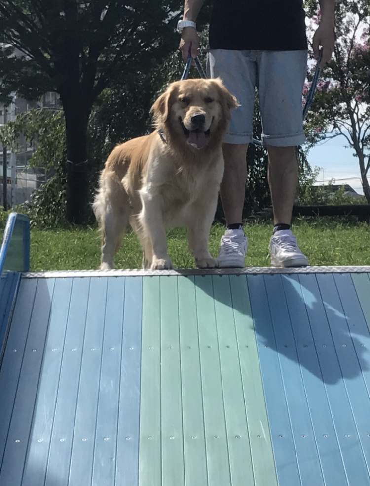 今日のシンバ君の画像