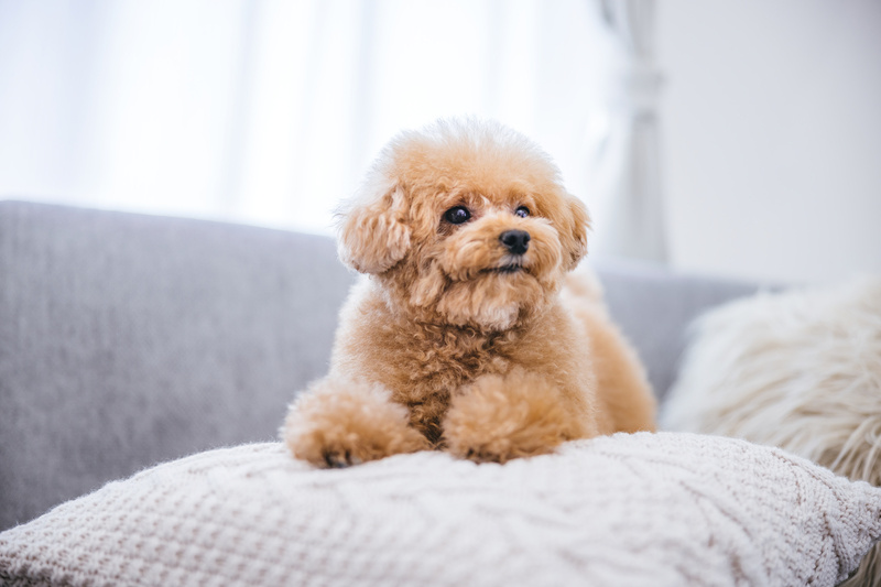 5月13日【愛犬の日】の画像