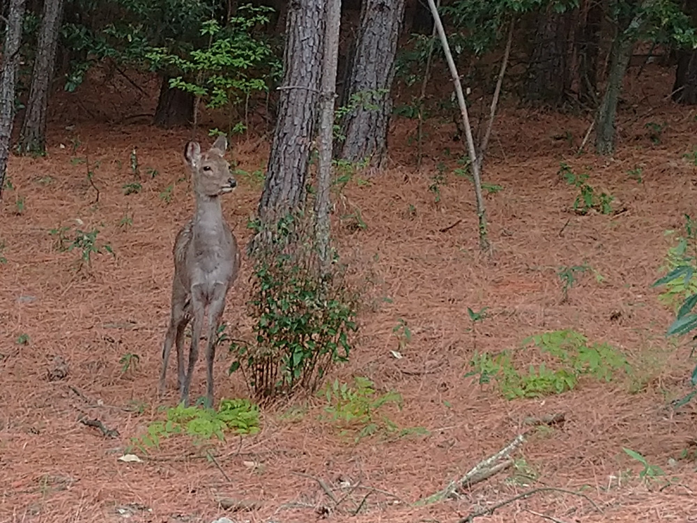 賃貸住宅管理業　登録しましたの画像