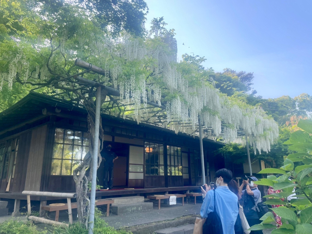 【謙虚さ】下がるほど人が見上げる藤の花【大事】の画像