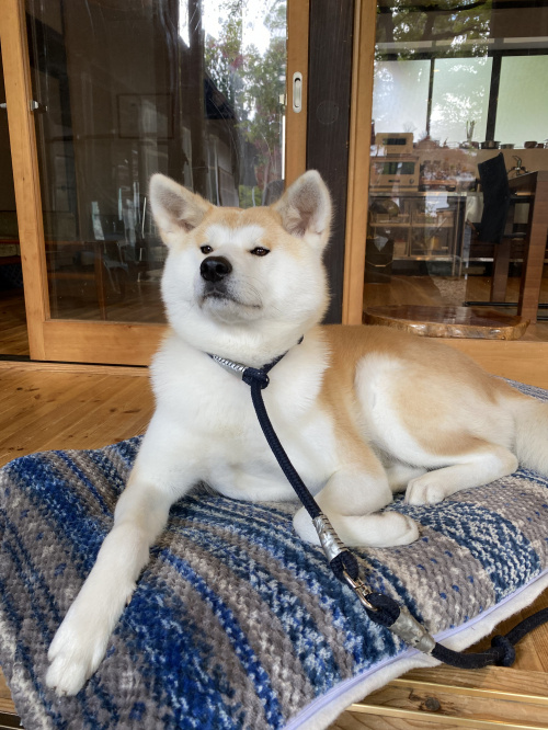 秋田犬の画像