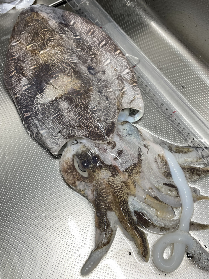 平塚海岸の主？！　大きな「コウイカ」ゲット！！の画像