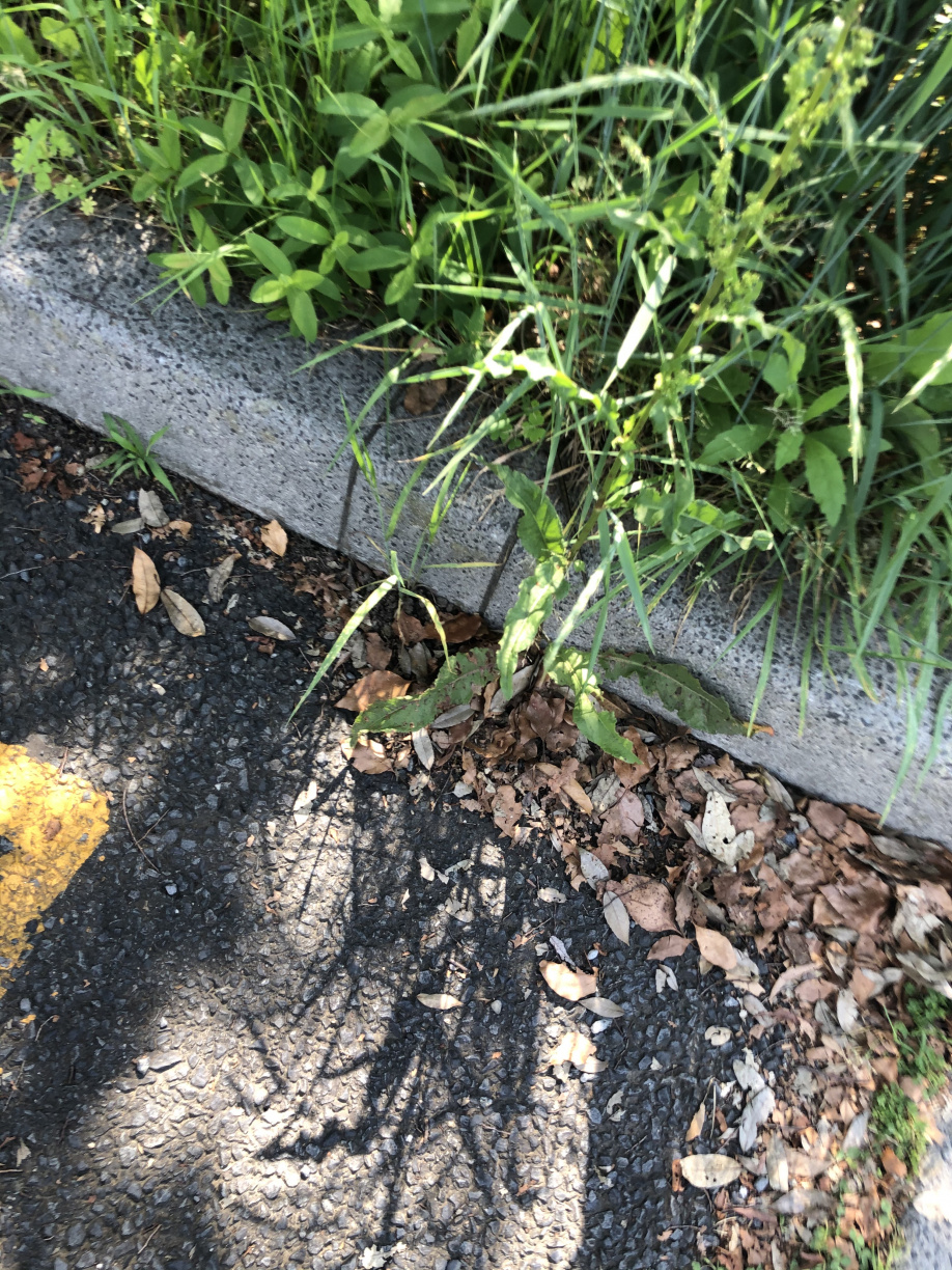 野生の蛇が現れた！！！の画像