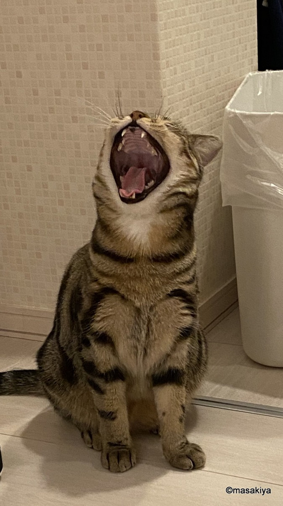 あくびの画像