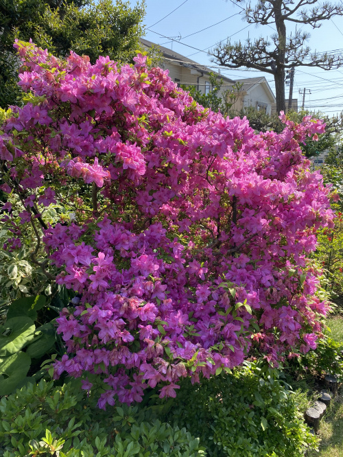 花！の画像