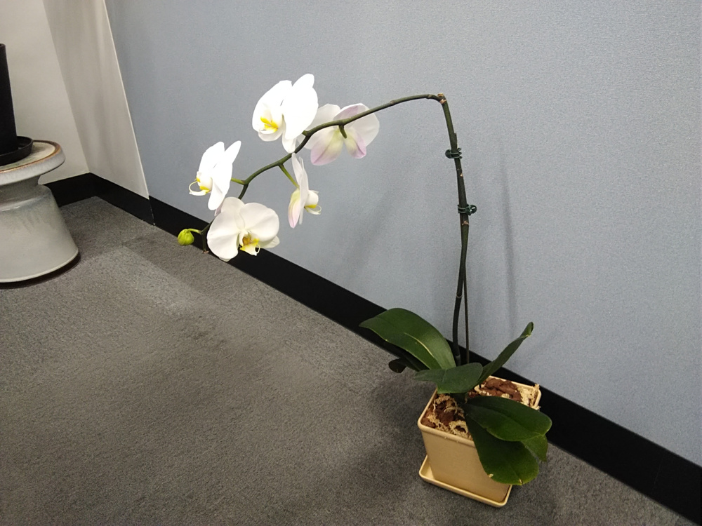 胡蝶蘭植替え日記（2022年5月20日）　あと一つの画像