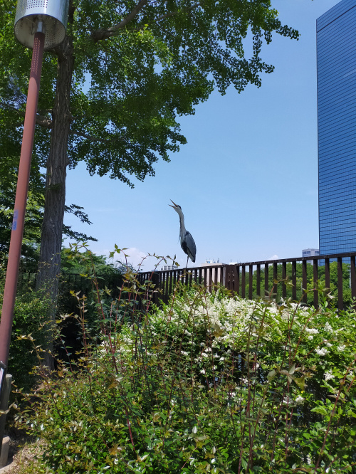 サギ！！の画像