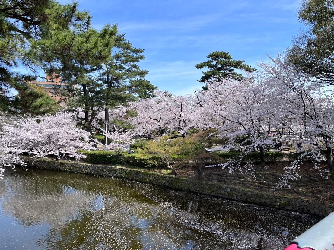 岡崎城の桜の画像