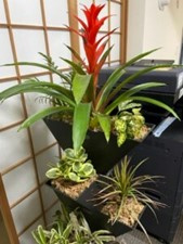 植栽メンテナンス！！の画像