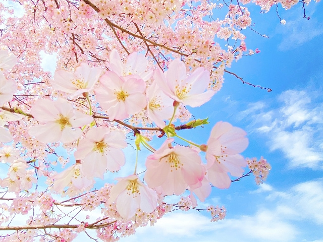 歴史と桜を楽しもう！京成津田沼駅の近くにある鷺沼城址公園をご紹介