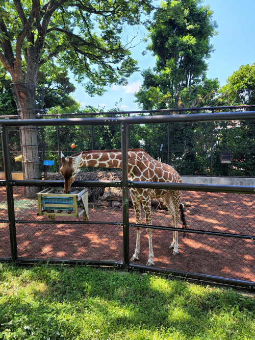 動物園♪の画像