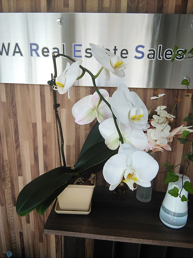 胡蝶蘭植替え日記（2022年5月26日）　の画像