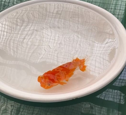 さじき社長の生物観察日記の画像