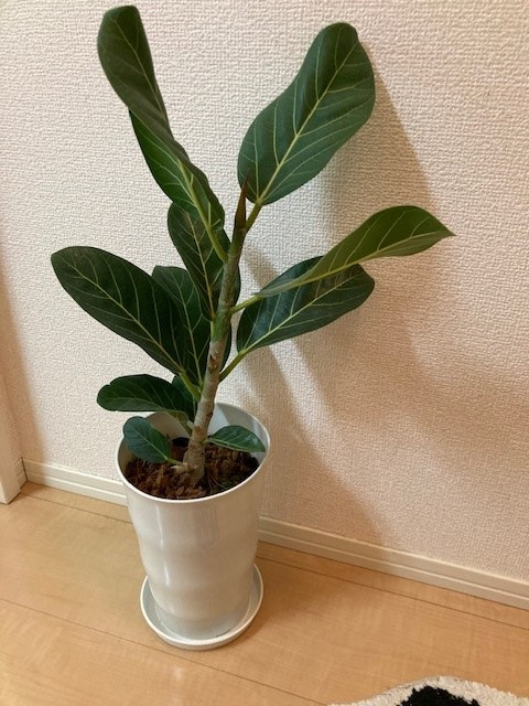 観葉植物っていいですねの画像
