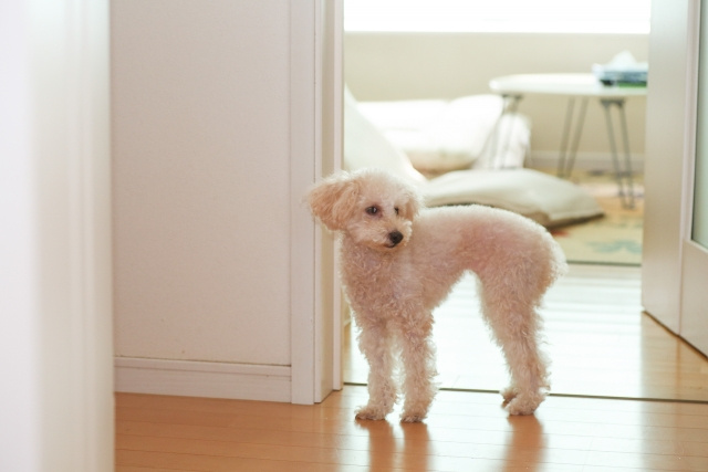 ペット不可の賃貸物件で飼えるペットの種類と交渉方法を解説！