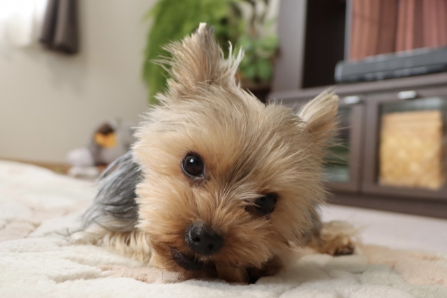 ペット飼育をしていた家を売却するときの査定額への影響は？対策はある？の画像