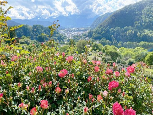 「高遠しんわの丘ローズガーデン」バラ祭りの画像
