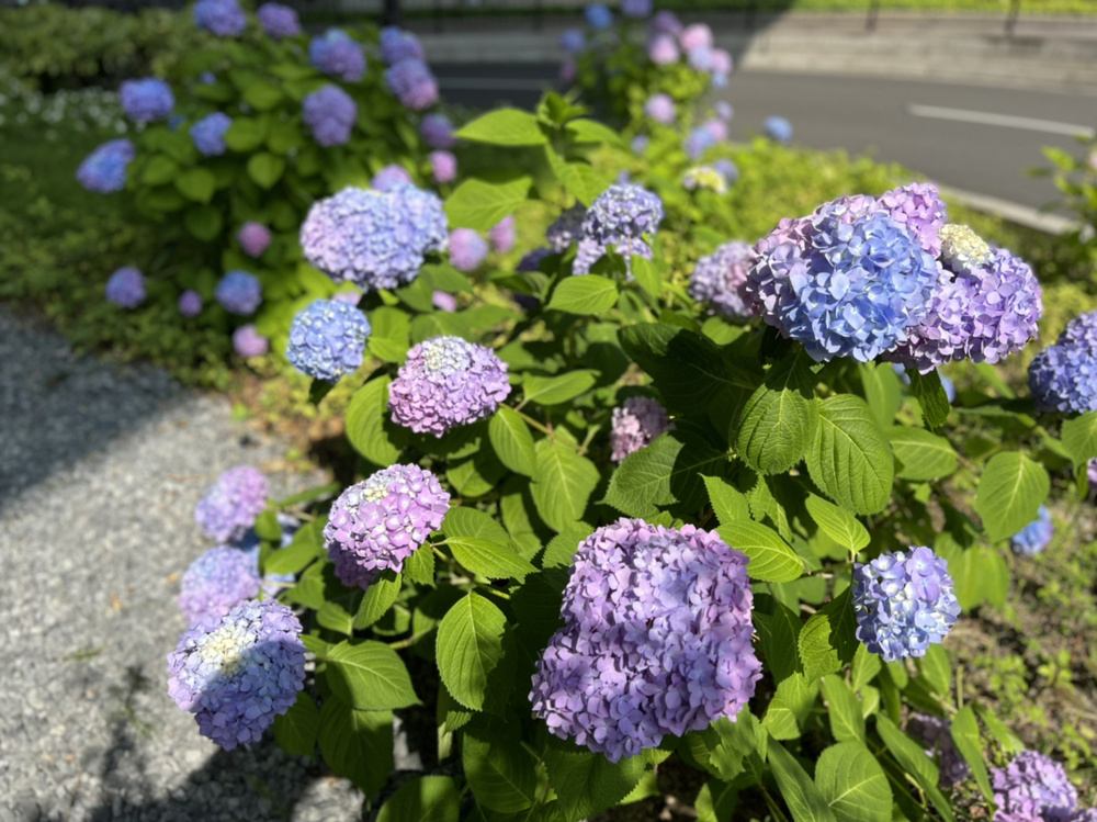 6月になりました！の画像
