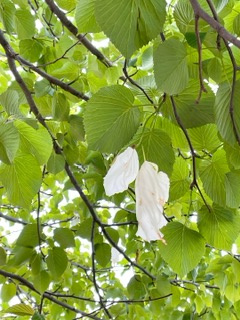 貴重な木の画像