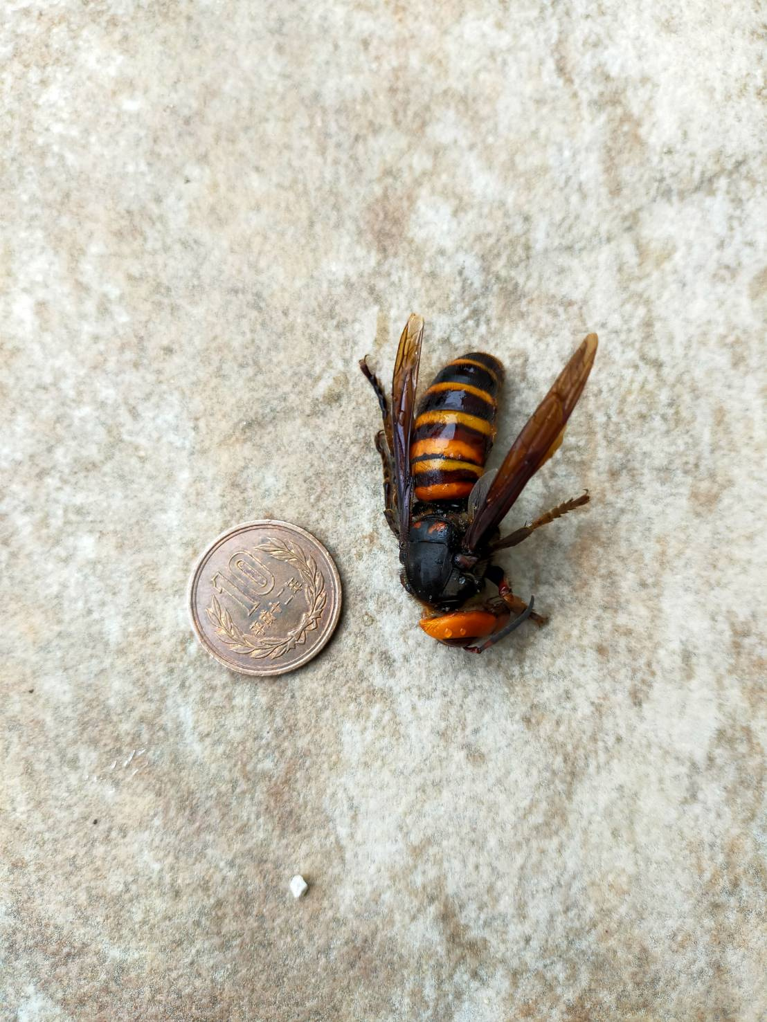 ハチの巣退治の画像