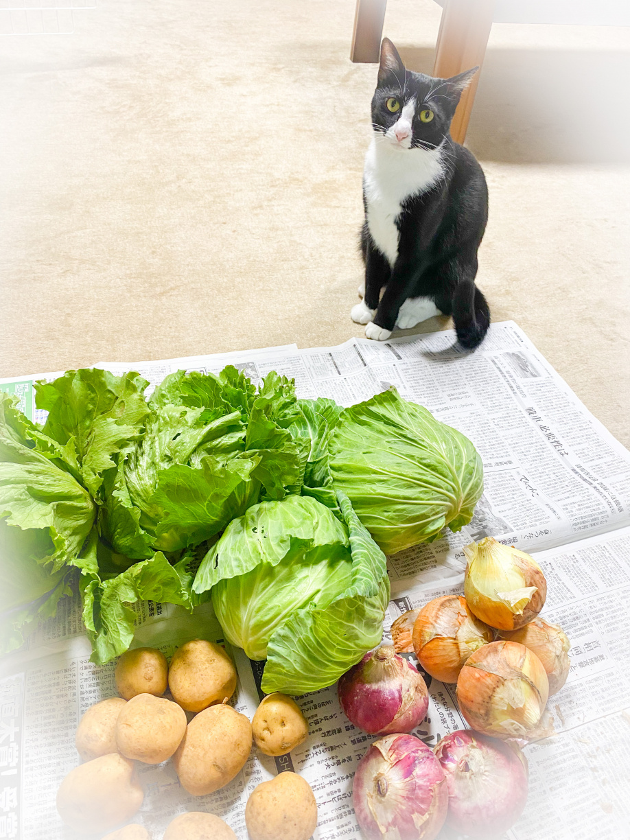 無農薬の新鮮野菜いただきました☺の画像