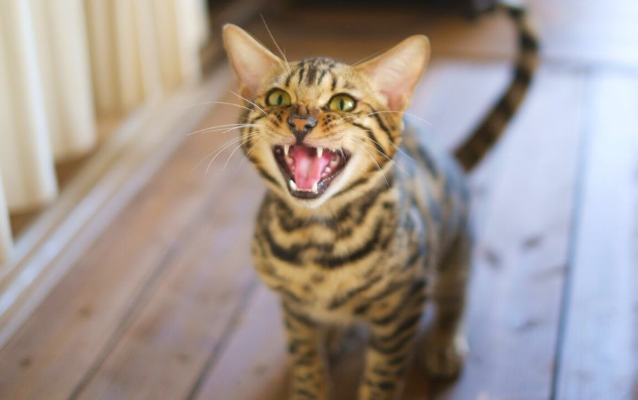 賃貸物件で飼っている猫が夜鳴きする際の原因や対策法を解説！の画像