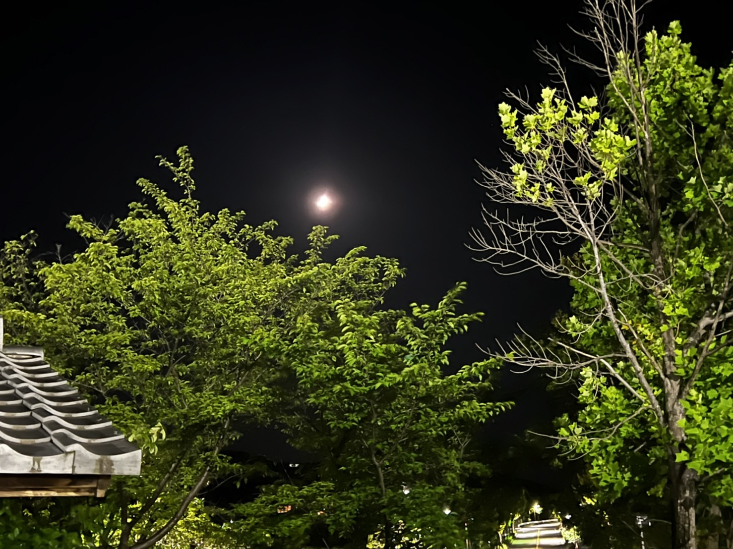 夜のお散歩part2の画像