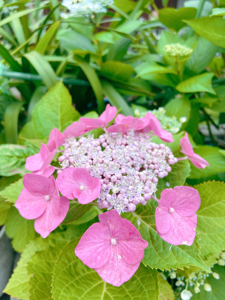 アジサイと鯖の画像