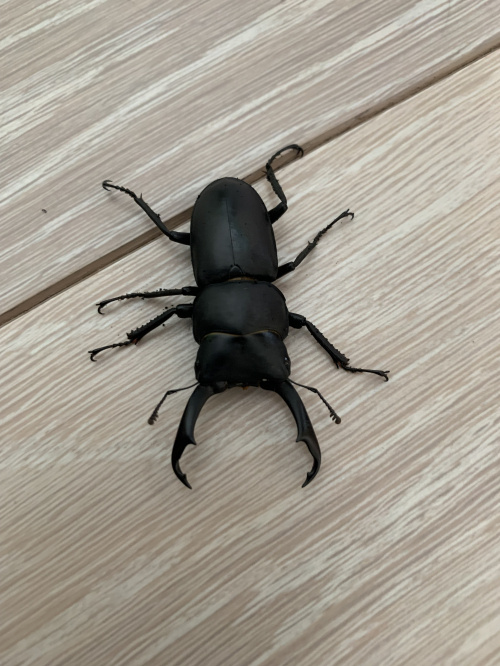 クワガタ君の画像