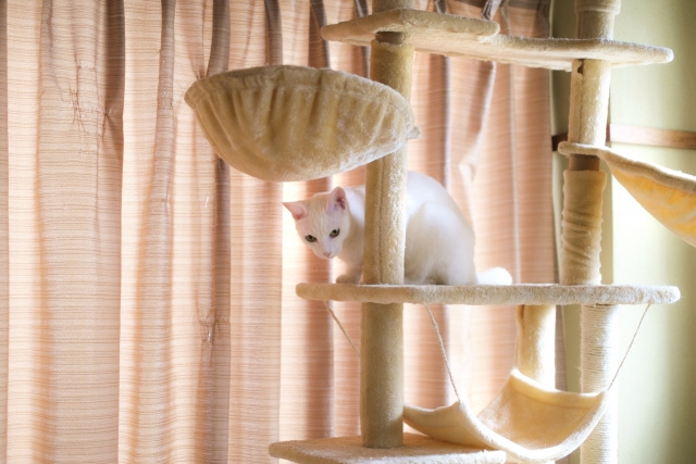 賃貸物件で猫がストレスを感じる原因と解消法を解説の画像