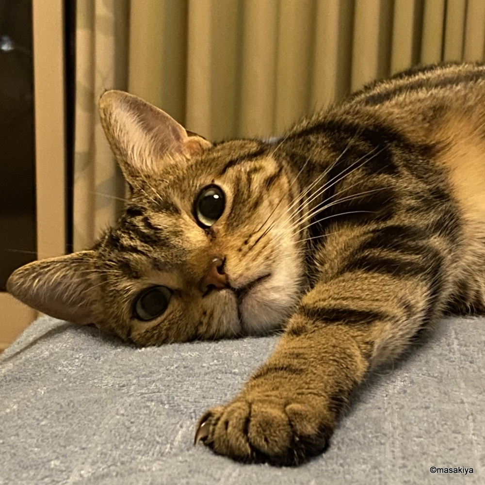 ネコもお疲れの画像