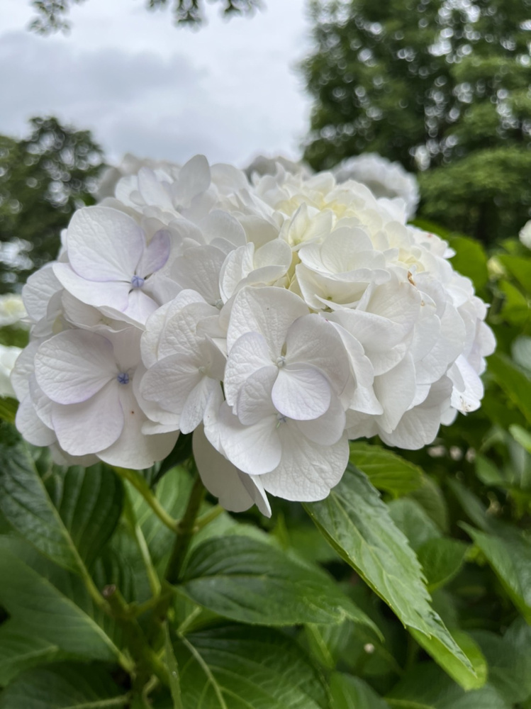 幸手権現堂のあじさいまつりを愛犬と楽しみました。の画像