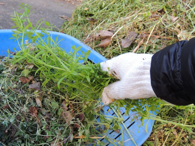 賃貸物件にある庭の管理方法とは？